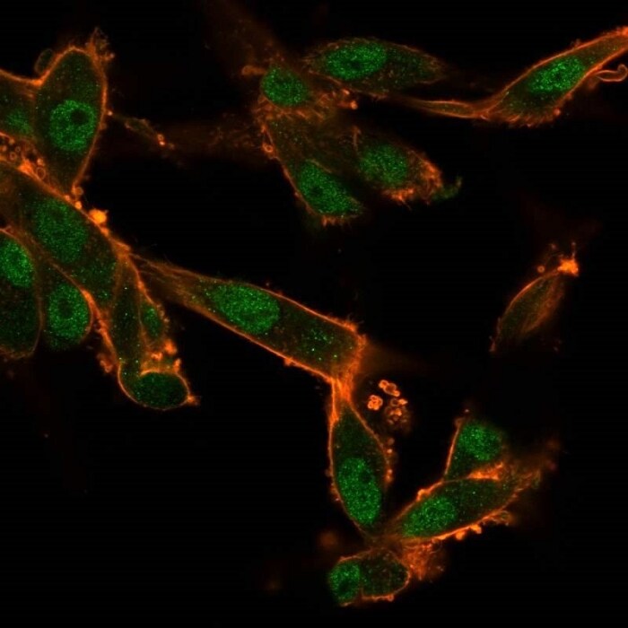 CUGBP2 Antibody (PCRP-CELF2-1E4) - Azide and BSA Free Immunocytochemistry/ Immunofluorescence: CUGBP2 Antibody (PCRP-CELF2-1E4) - Azide and BSA Free [NBP3-14271] -