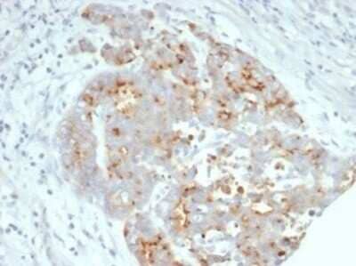 CFTR Antibody (CFTR/7003R) - Azide and BSA Free Immunohistochemistry-Paraffin: CFTR Antibody (CFTR/7003R) - Azide and BSA Free [NBP3-14272] -