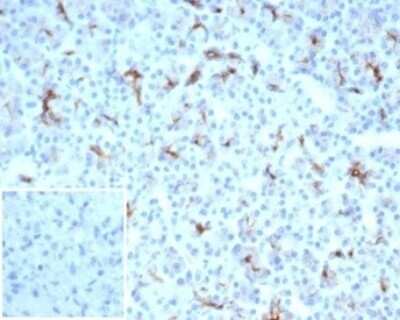 CFTR Antibody (CFTR/7003R) - Azide and BSA Free Immunohistochemistry-Paraffin: CFTR Antibody (CFTR/7003R) - Azide and BSA Free [NBP3-14272] -