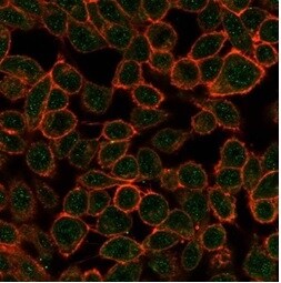 TDRKH Antibody (PCRP-TDRKH-1H2) - Azide and BSA Free Immunocytochemistry/ Immunofluorescence: TDRKH Antibody (PCRP-TDRKH-1H2) - Azide and BSA Free [NBP3-14276] -