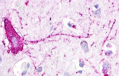 GPR12 Antibody