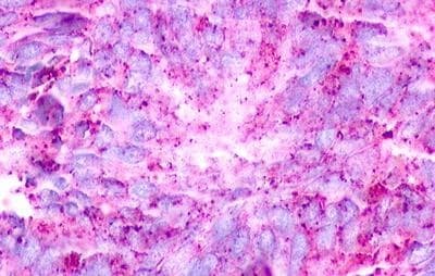 GPR18 Antibody