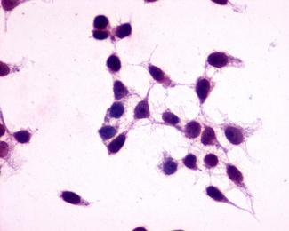 GPR27 Antibody