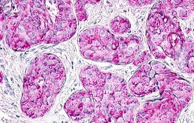 Motilin R/GPR38 Antibody
