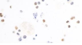 c-Maf Antibody (BLR045F)
