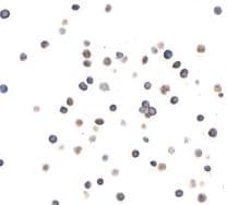 CD96 Antibody (BLR065G)