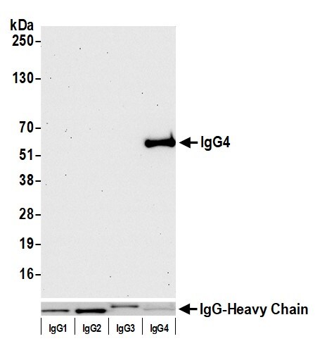 Ig gamma-4 Chain C Region Antibody (BLR113H)