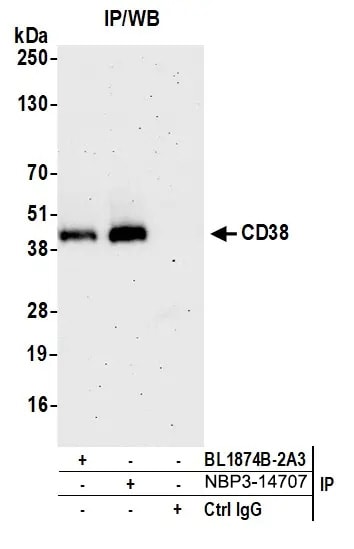 CD38 Antibody (BLR123H)