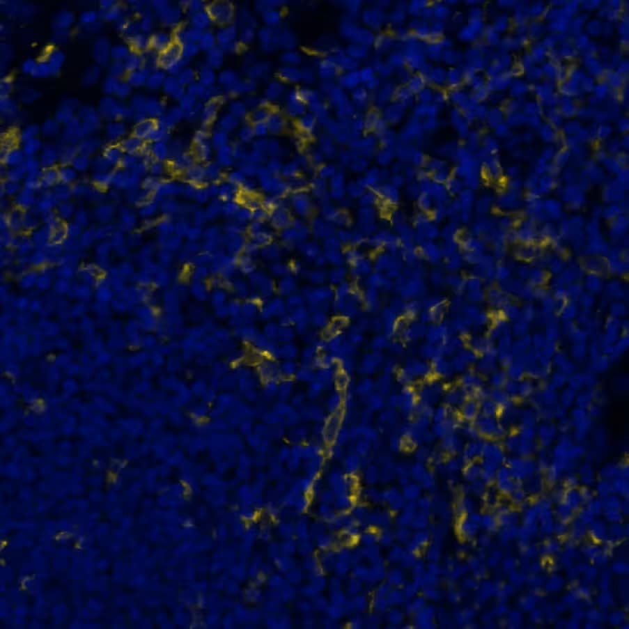 CD11c Antibody (BLR138H)