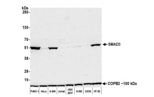 Smad3 Antibody (BLR144J)