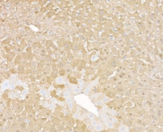 Arginase 1/ARG1/liver Arginase Antibody (BLR161J)