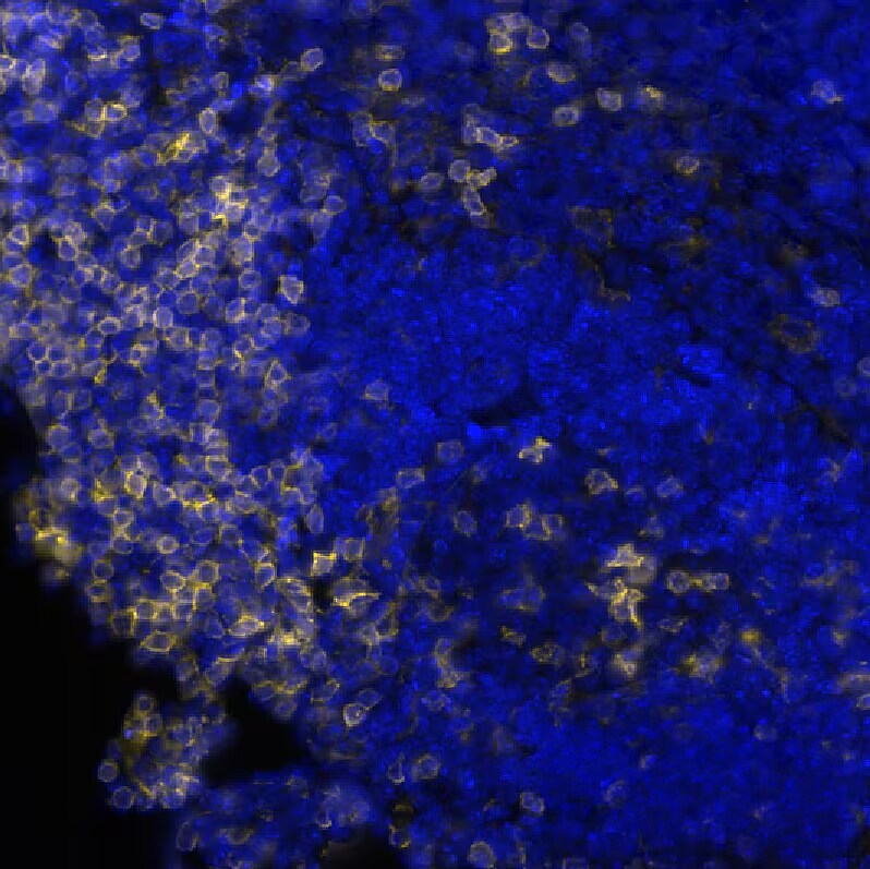 CD4 Antibody (BLR167J) Detection of CD4 in Mouse Spleen via seqIF™ staining on COMET™