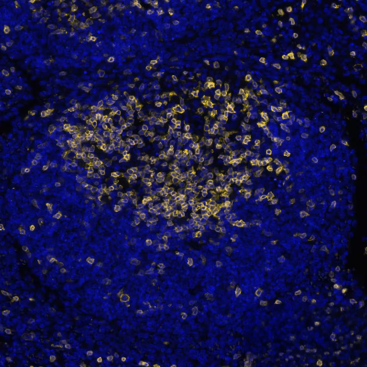 CD3 epsilon Antibody (BLR174J)