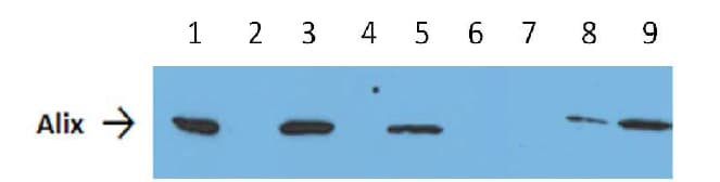 CD9 Immunobeads for Exosome Isolation (Mouse)