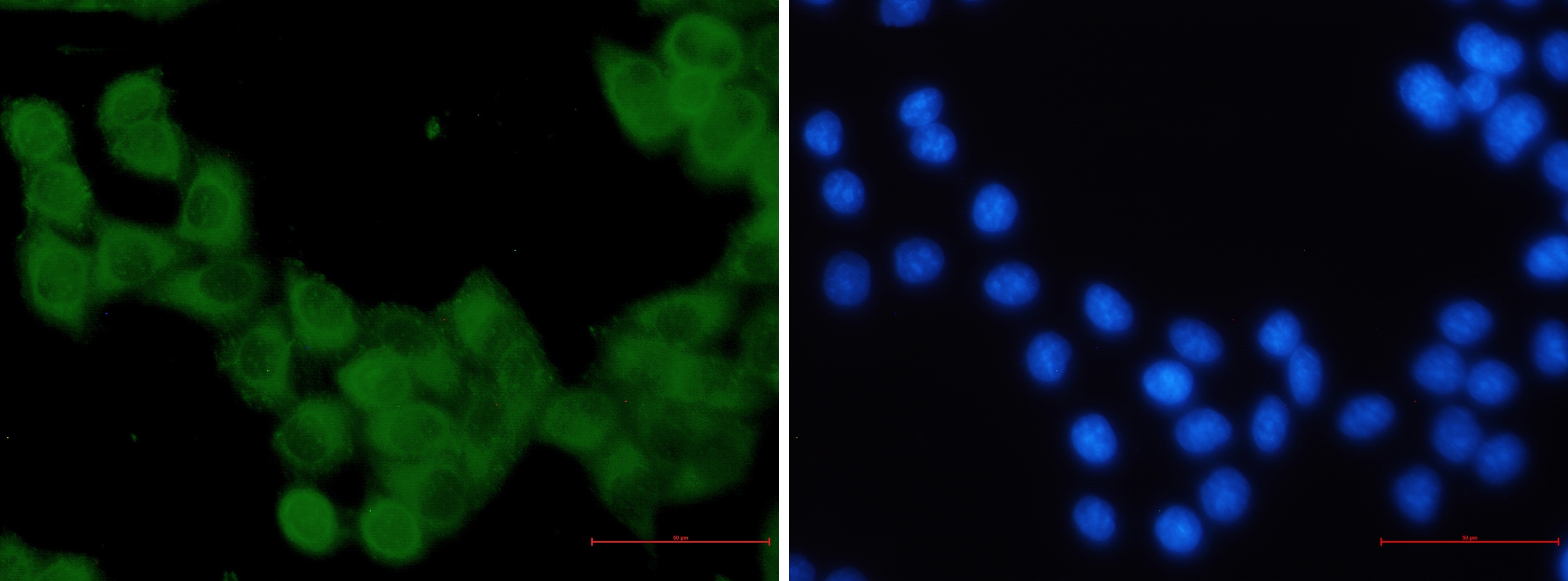 Kinesin 5B Antibody (S04-6G8)