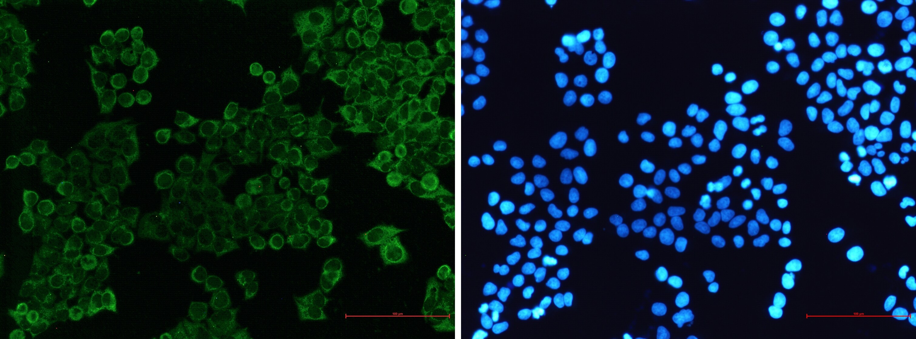 SIRP alpha/CD172a Antibody (S08-1G4)