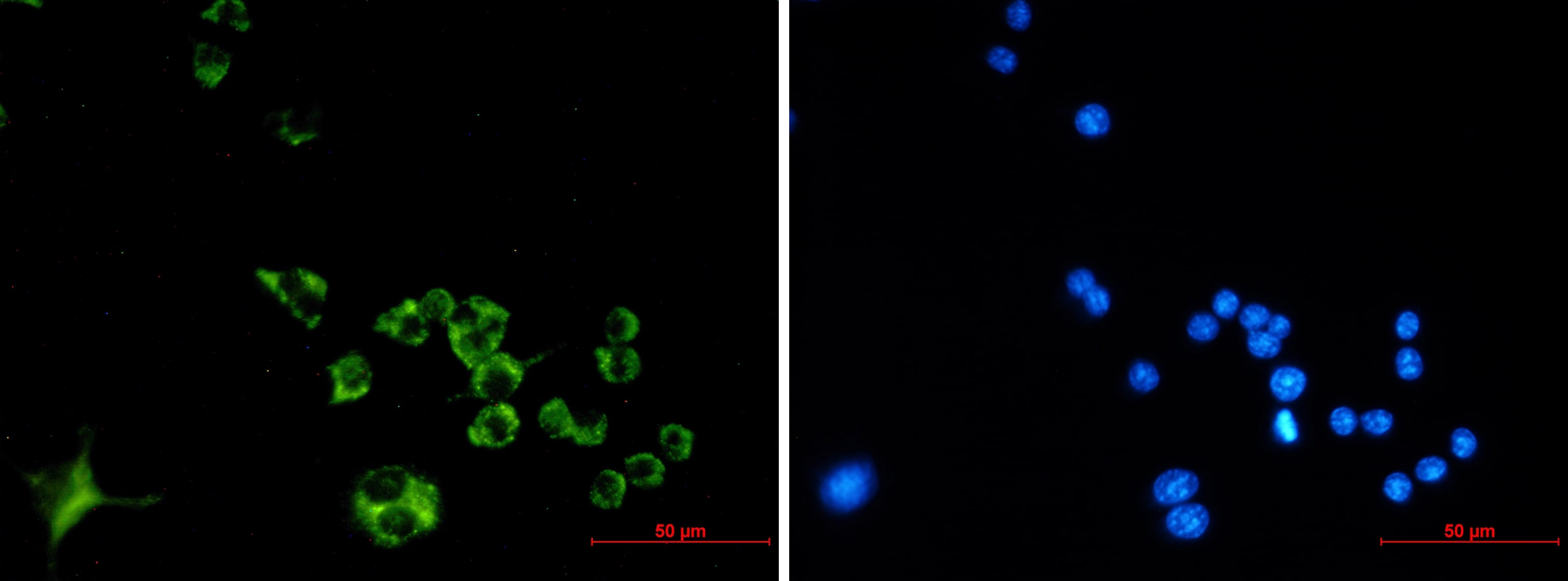 Cathepsin B Antibody (S08-7H4)