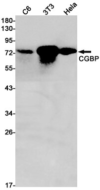 Chk1 Antibody (S07-4K2)