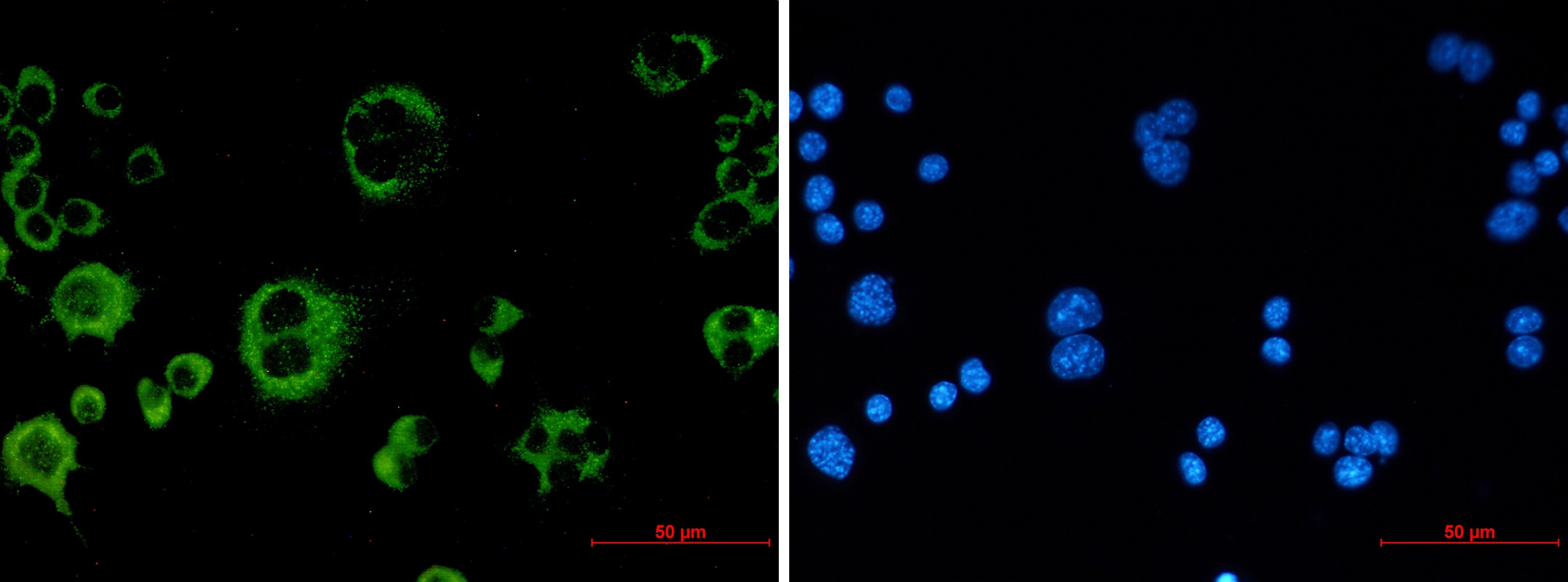 Catalase Antibody (S03-8E9)