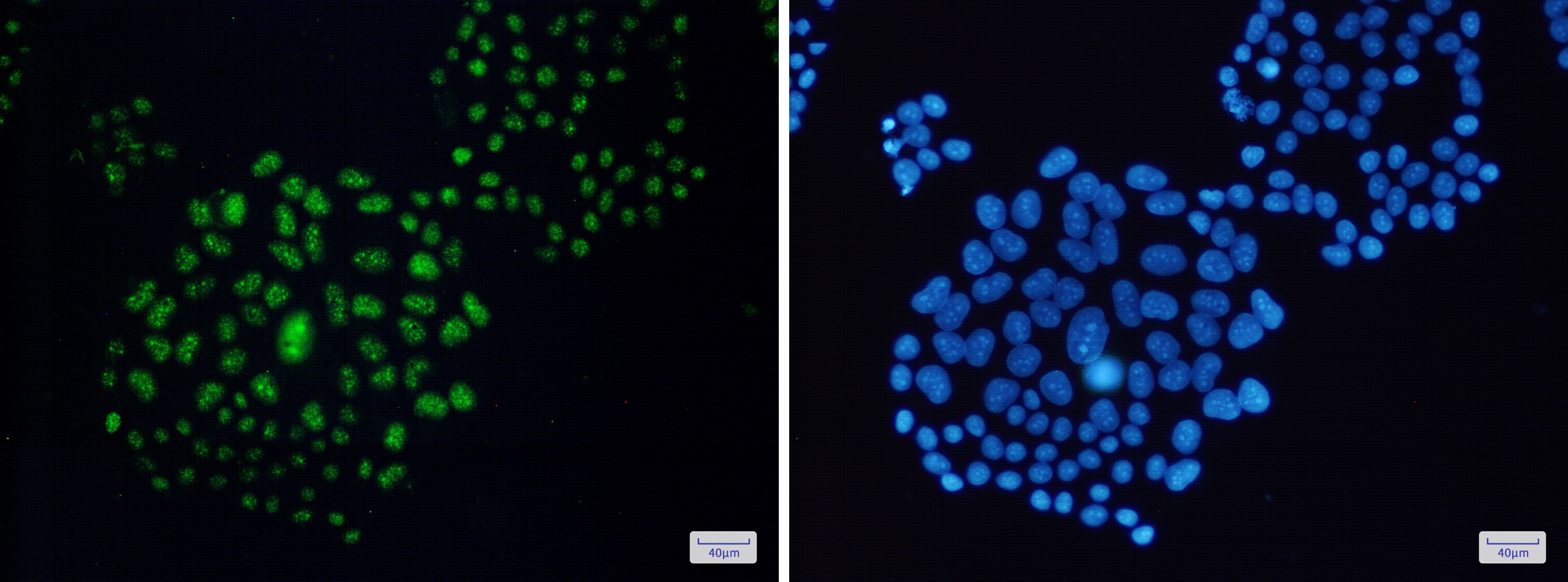 EWSR1 Antibody (S09-3A7)