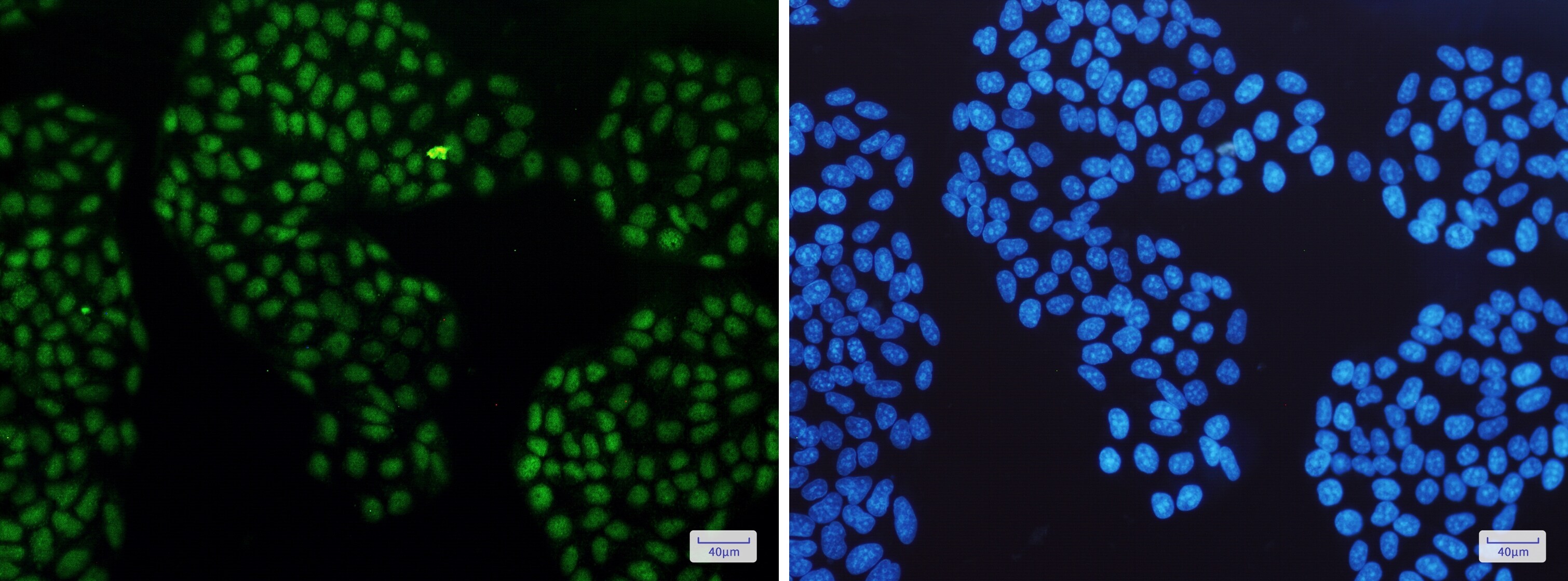 GR/NR3C1 Antibody (S04-8C8)
