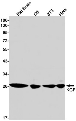 KGF/FGF-7 Antibody (S07-5C6)