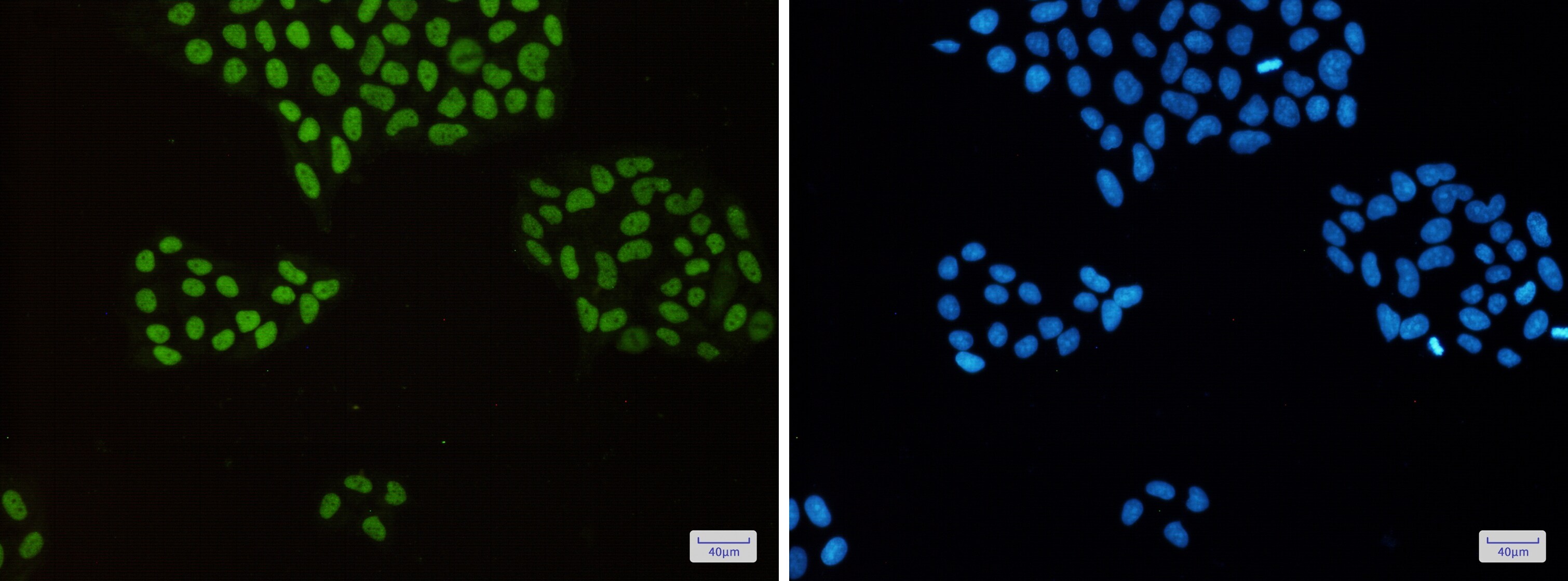 MCM2 Antibody (S08-9H4)