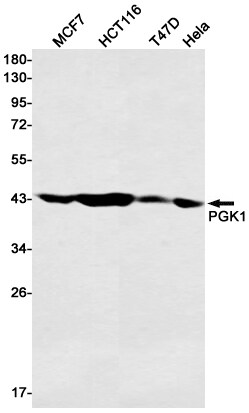 PGK1 Antibody (S04-9H9)