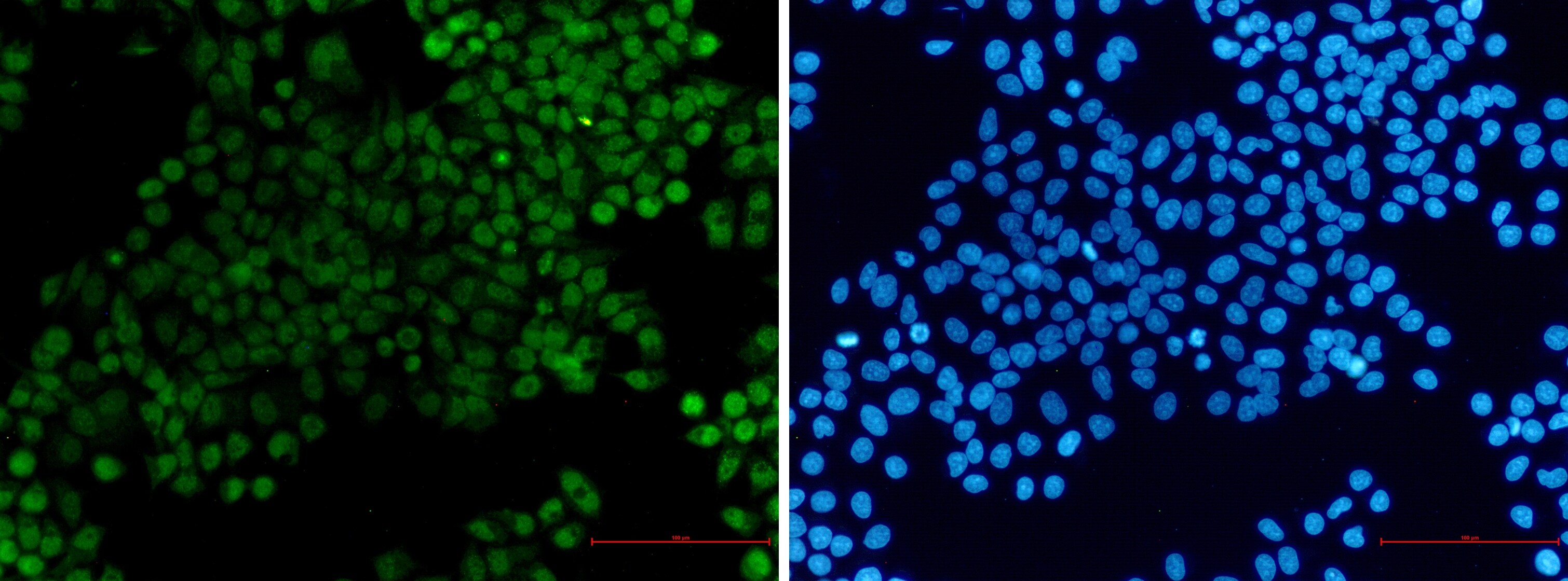 XRCC1 Antibody (S02-0B0)