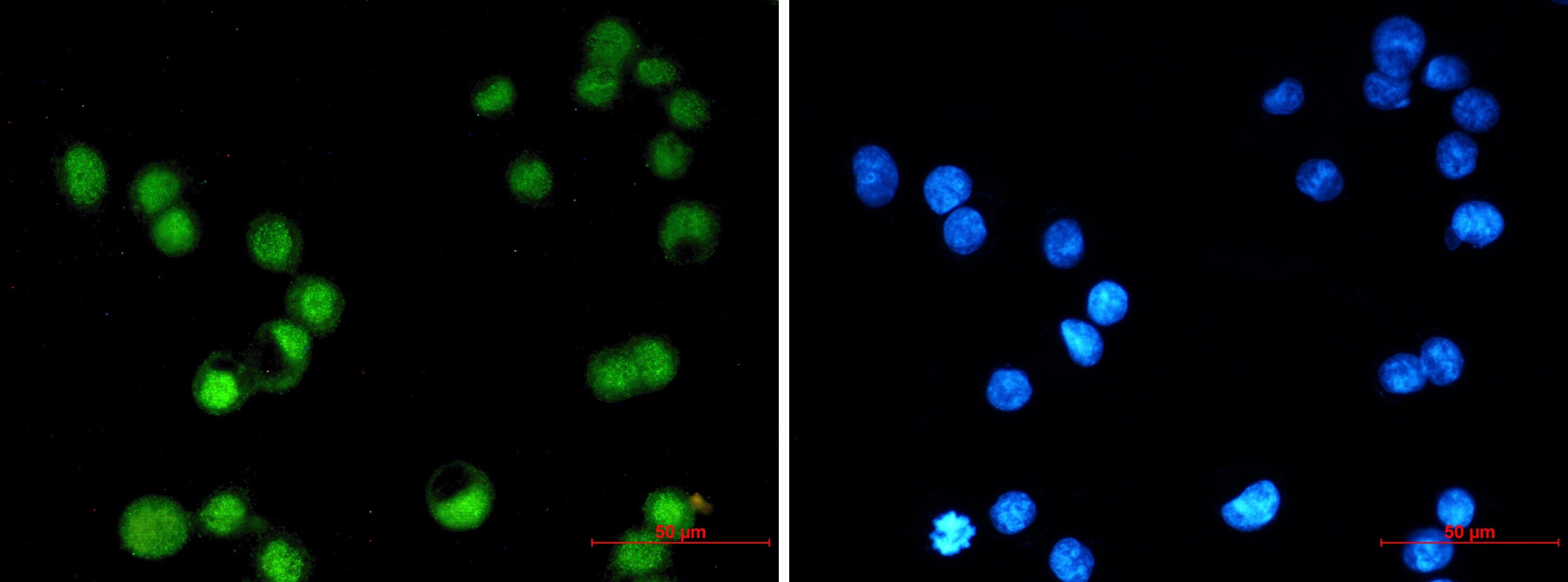 AP-2 gamma Antibody (S03-8I2)