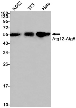 ATG12 Antibody (S08-2F4)