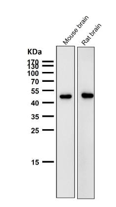 AZI2 Antibody (S01-7E7) - BSA Free