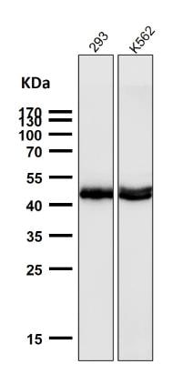 AZI2 Antibody (S01-7E7)