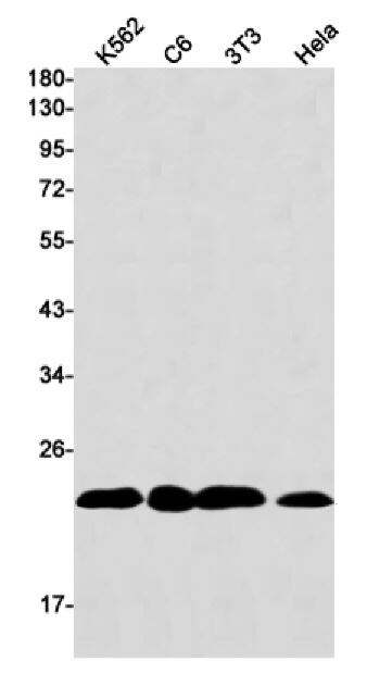 HMGB3/HMG4 Antibody (S01-9C9)