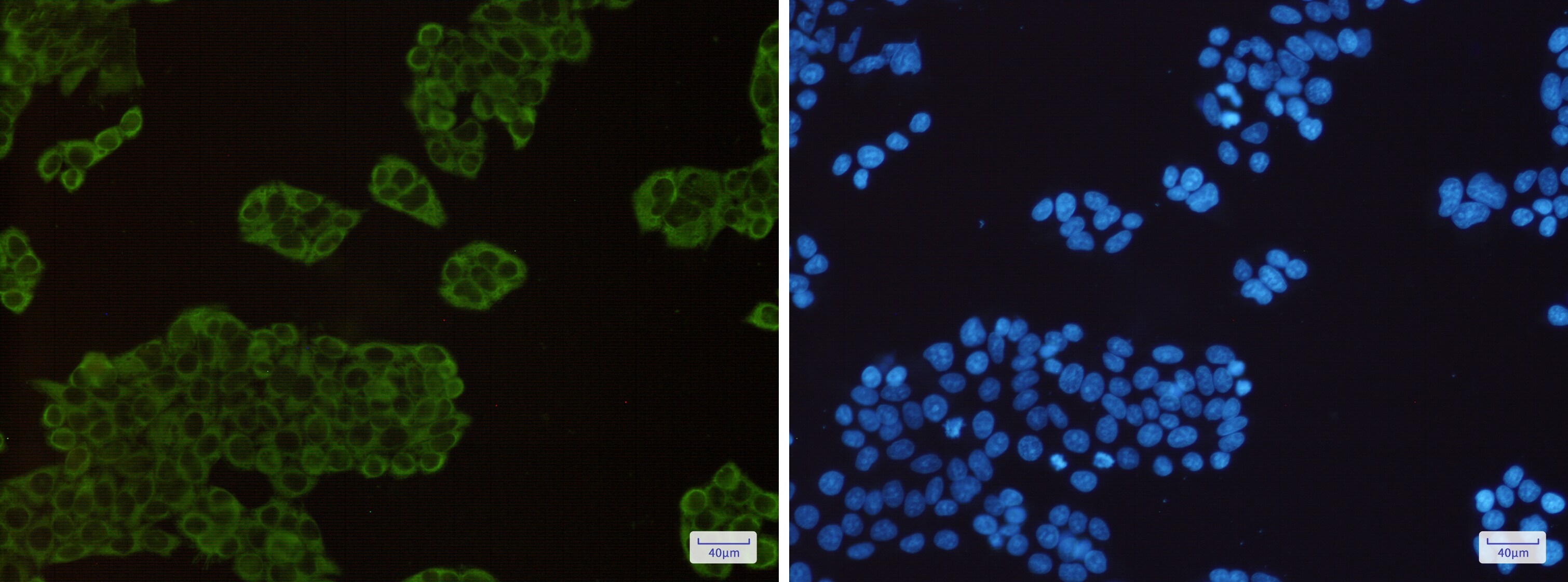 HSP90 Antibody (S08-8A1)