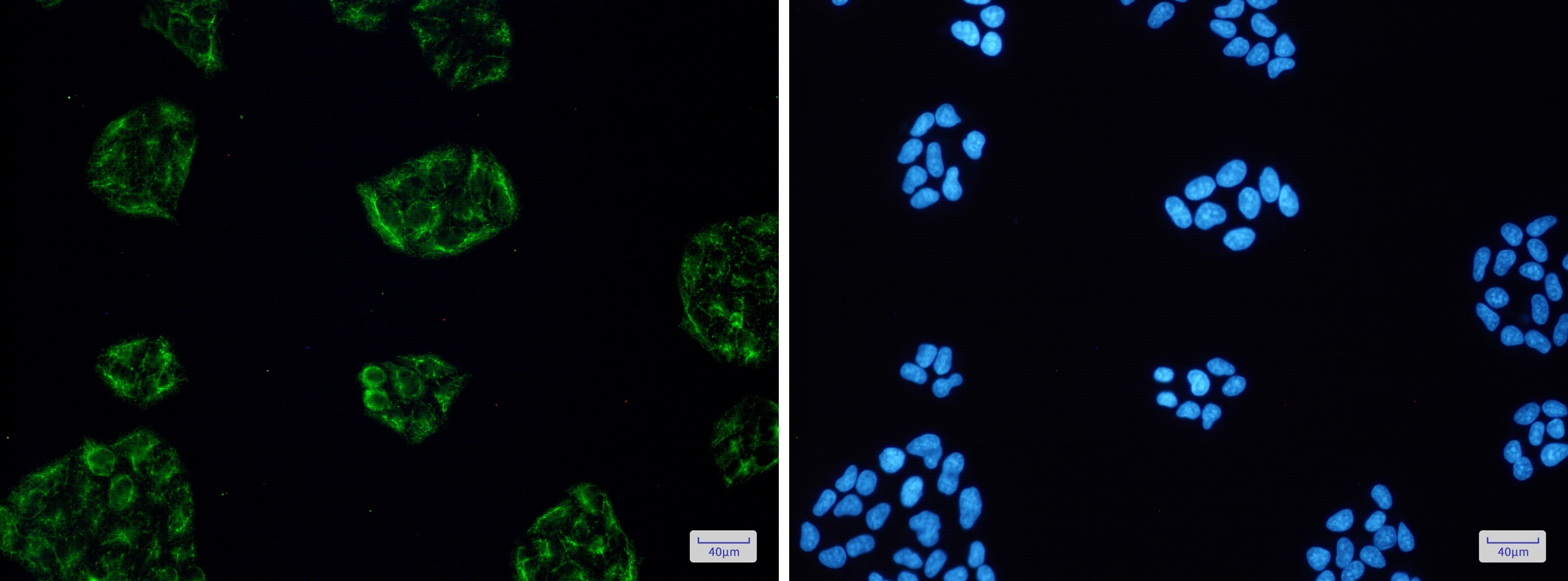 KCTD9 Antibody (S08-5H2)