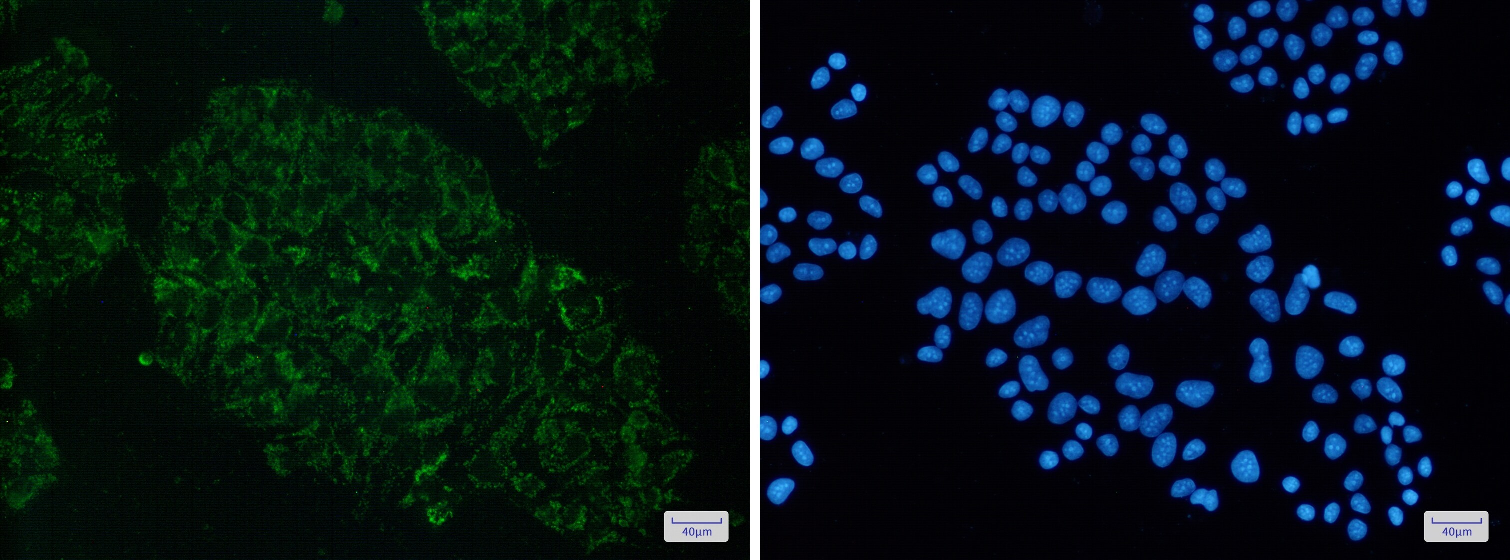 ME2 Antibody (S04-7I2)