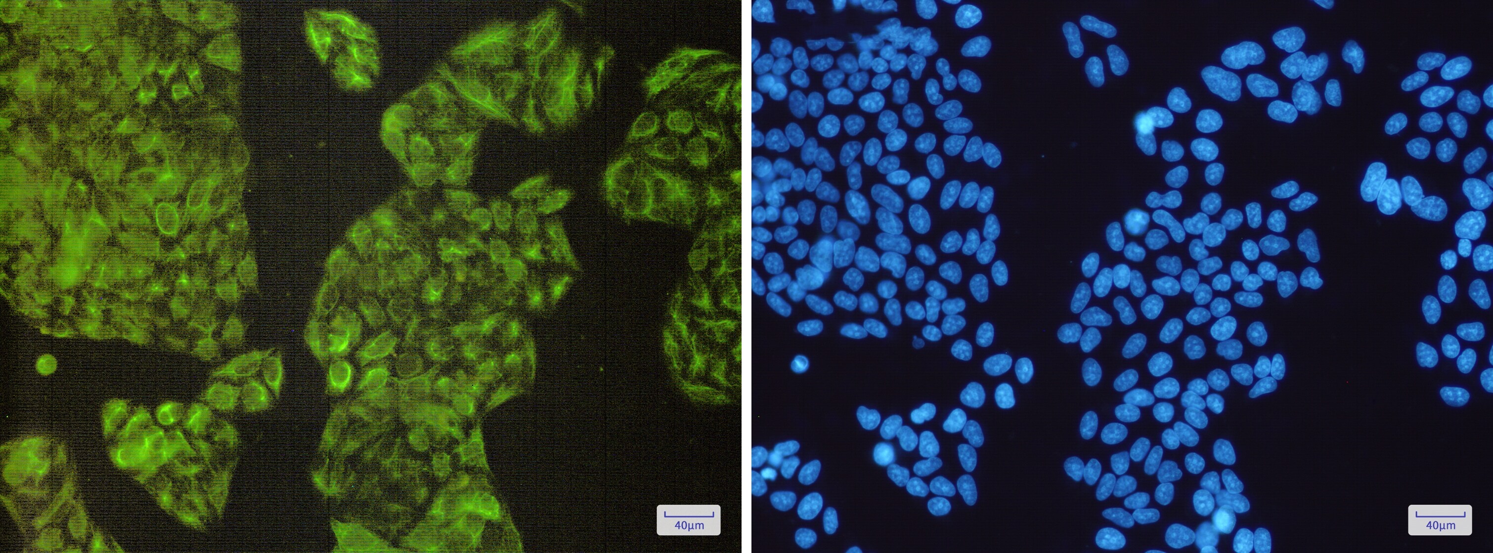 NCK2 Antibody (S01-3C6)