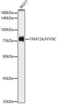 HTF9C Antibody (2U3W8)