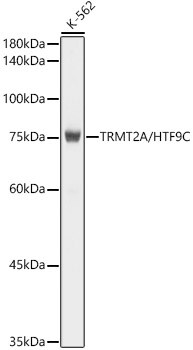 HTF9C Antibody (2U3W8)
