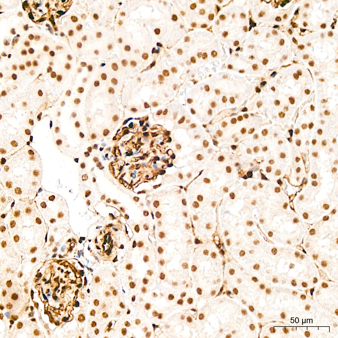 QKI/Quaking Antibody (1D1N6)