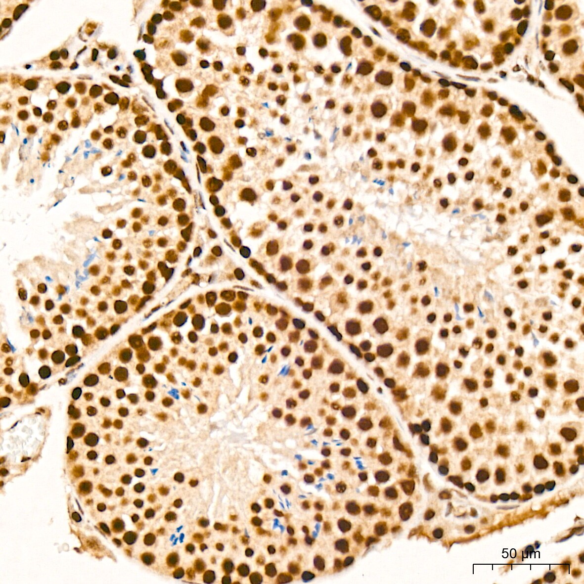 RAP30 Antibody (3T7Q9)