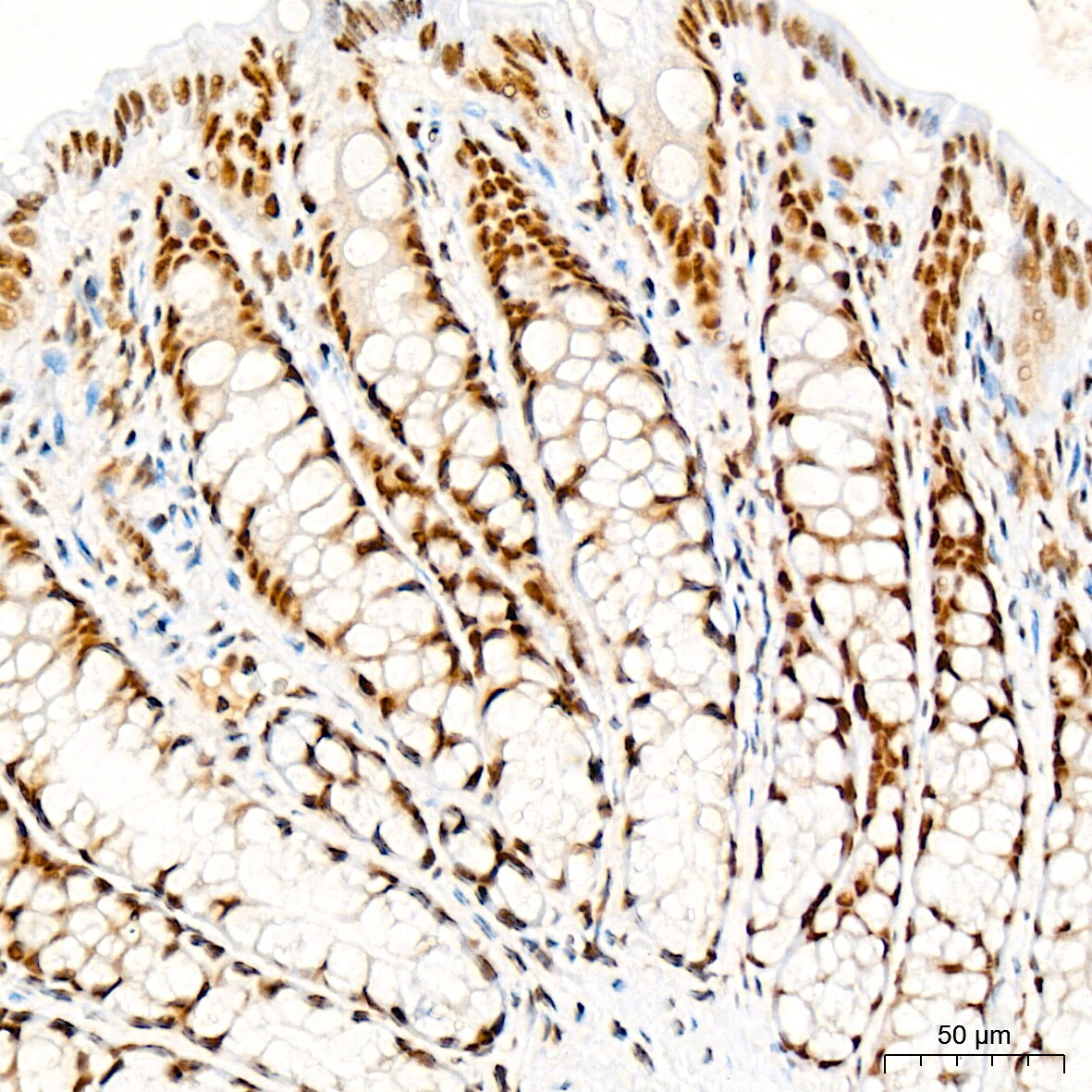 RAP30 Antibody (3T7Q9)