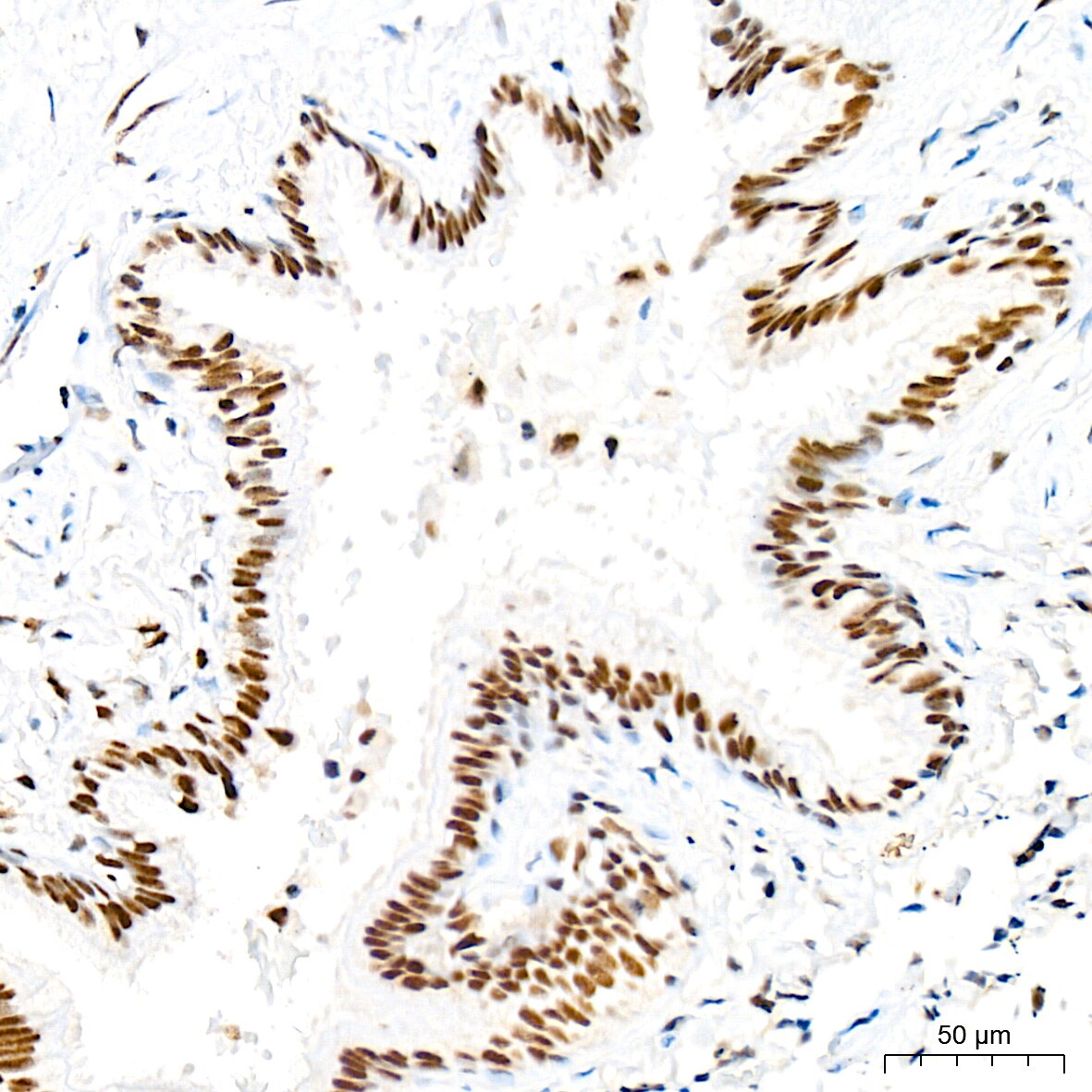 RAP30 Antibody (3T7Q9)