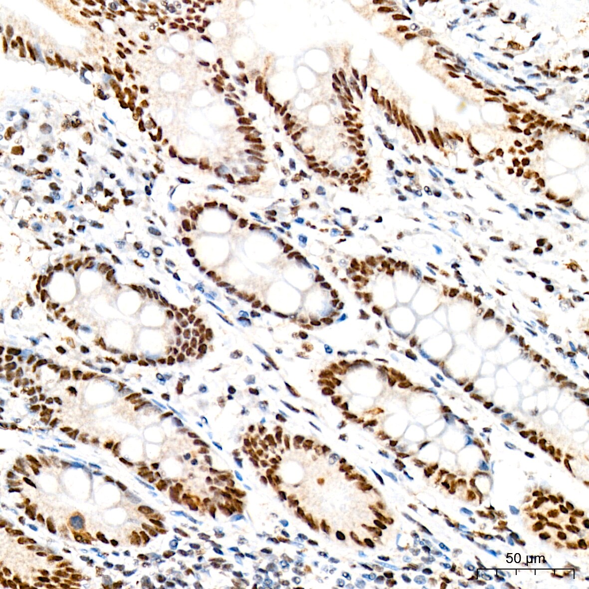 RAP30 Antibody (3T7Q9)