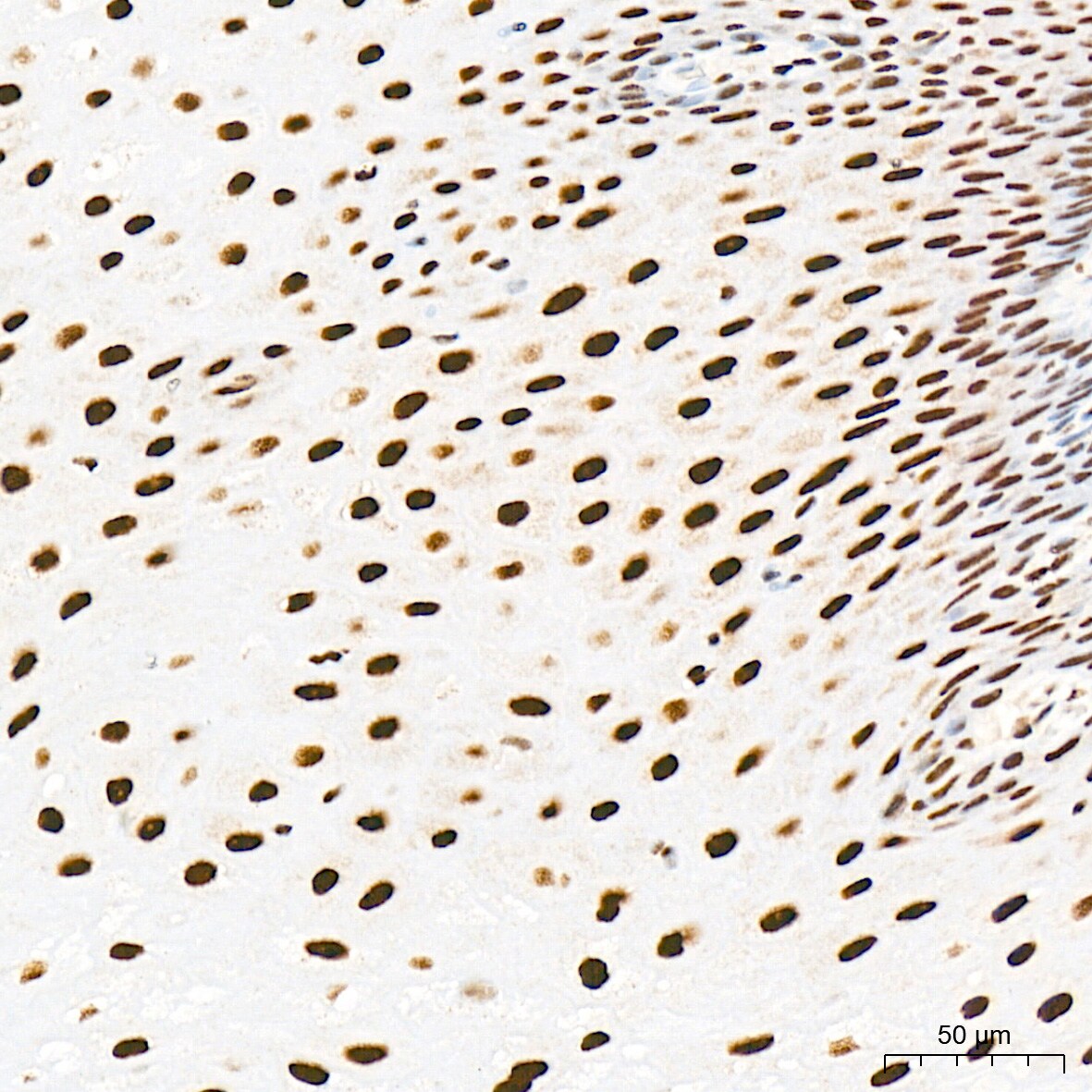 RAP30 Antibody (3T7Q9)