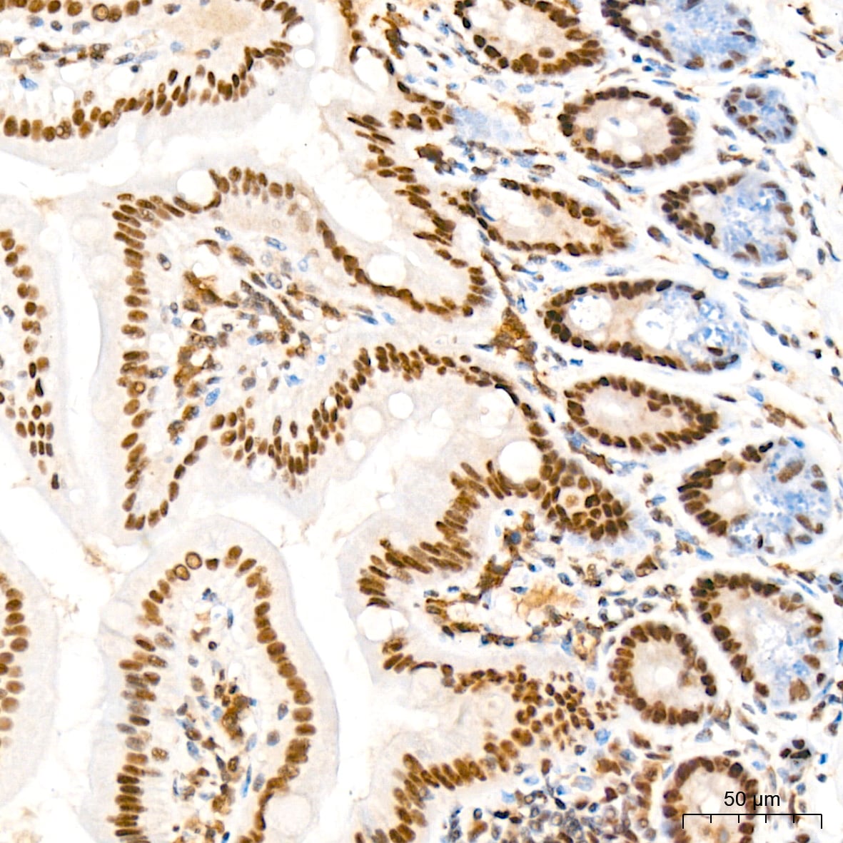 MED4 Antibody (8T5C9)