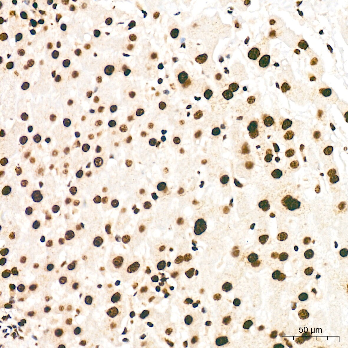 SNRPA1 Antibody (2D7M1)