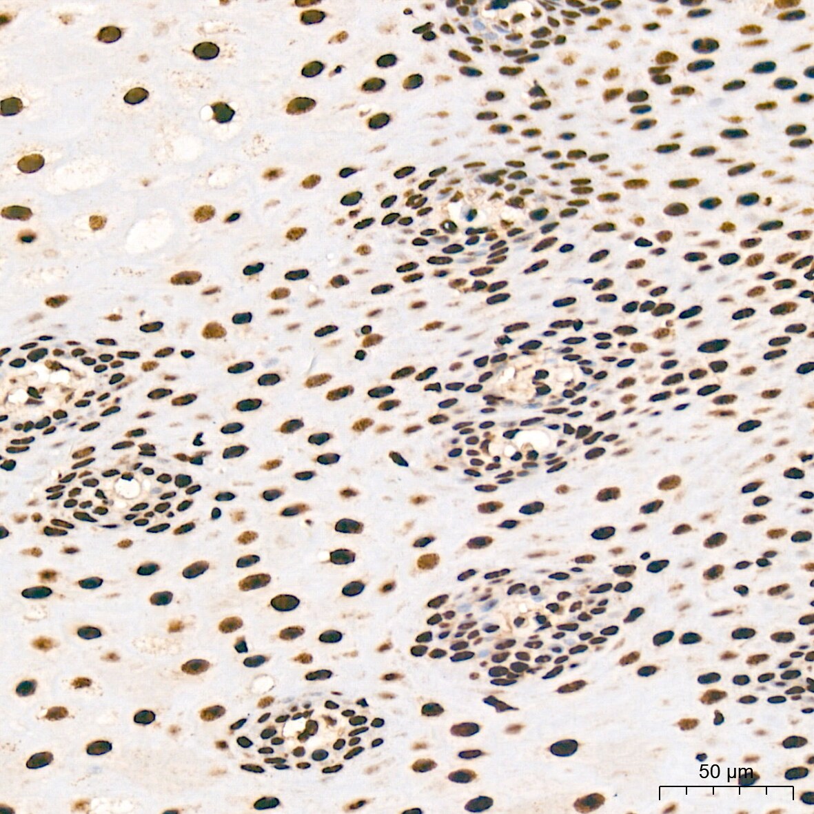 SNRPA1 Antibody (2D7M1)