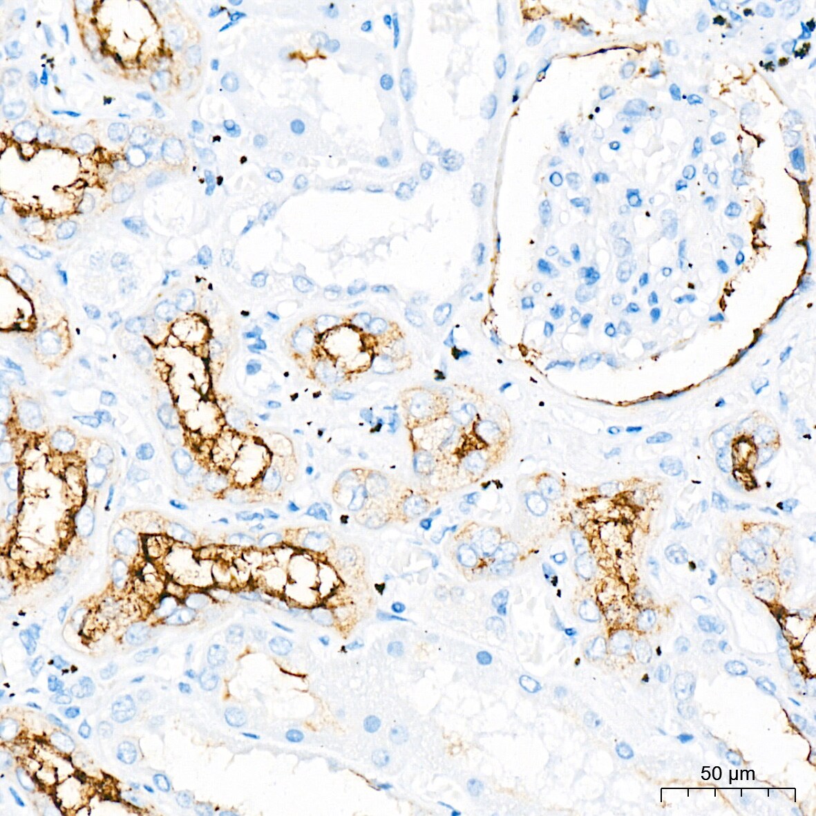 CD133 Antibody (3Y4A5)